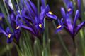 Iris reticulata-1 Kosaciec żyłkowany